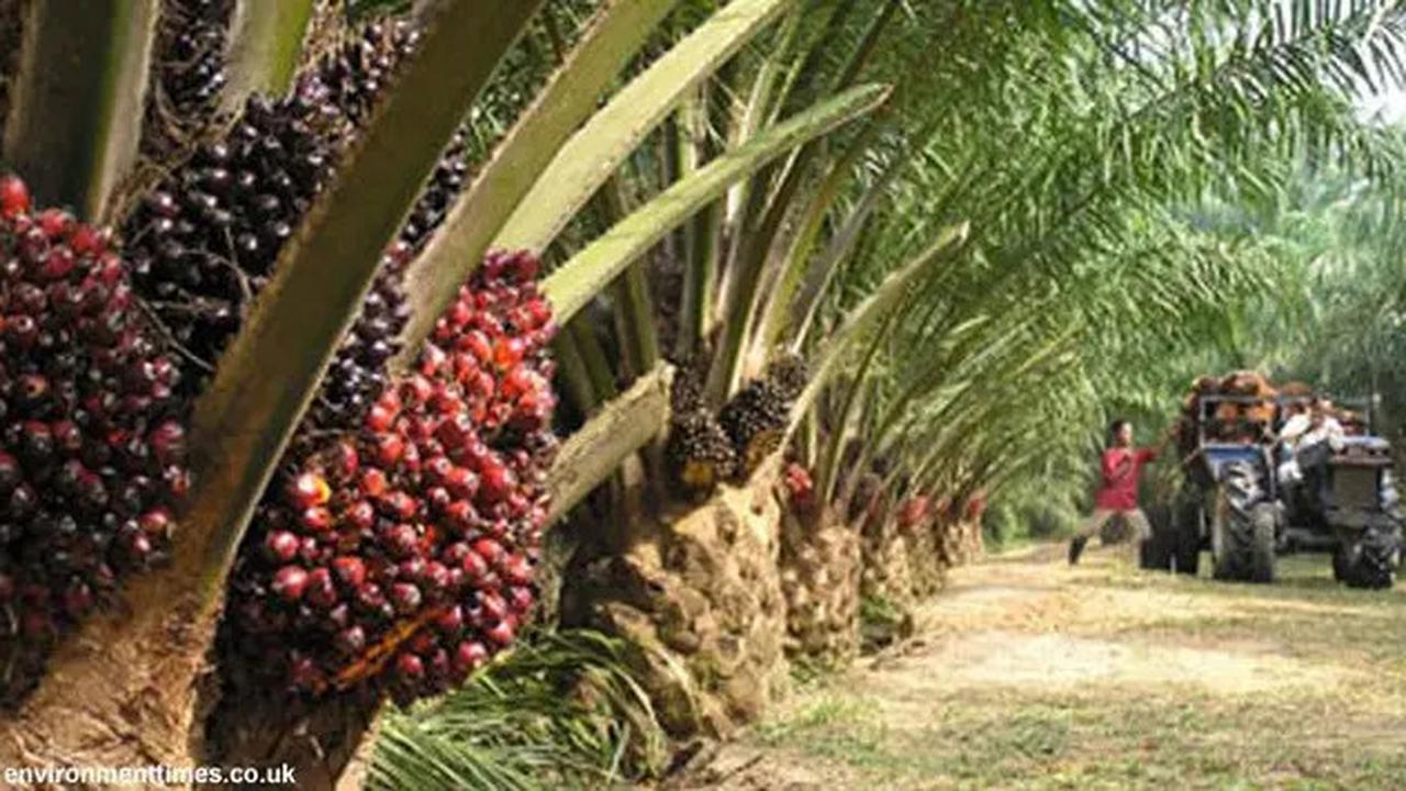 Jurus PTPN Group Tekan Emisi Gas Rumah Kaca