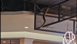 Viral Ular Menggantung di Mall Thailand. (Foto: TikTok/@rujisaya.yam dan Instagram/thesmartlocalth)