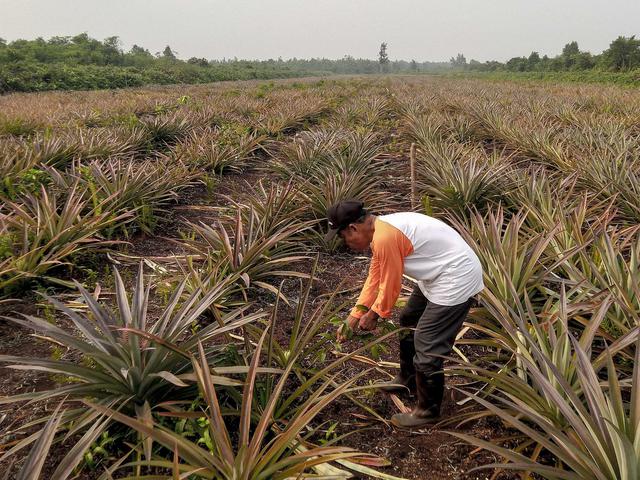 Punya Sk Kelompok Tani Hutan Karang Jaya Bisa Bekerja Dengan Tenang Bisnis Liputan6 Com