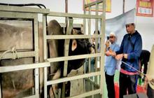 Pemkab Barito Utara Gratiskan Pelayanan Kurban di RPH Muara Teweh