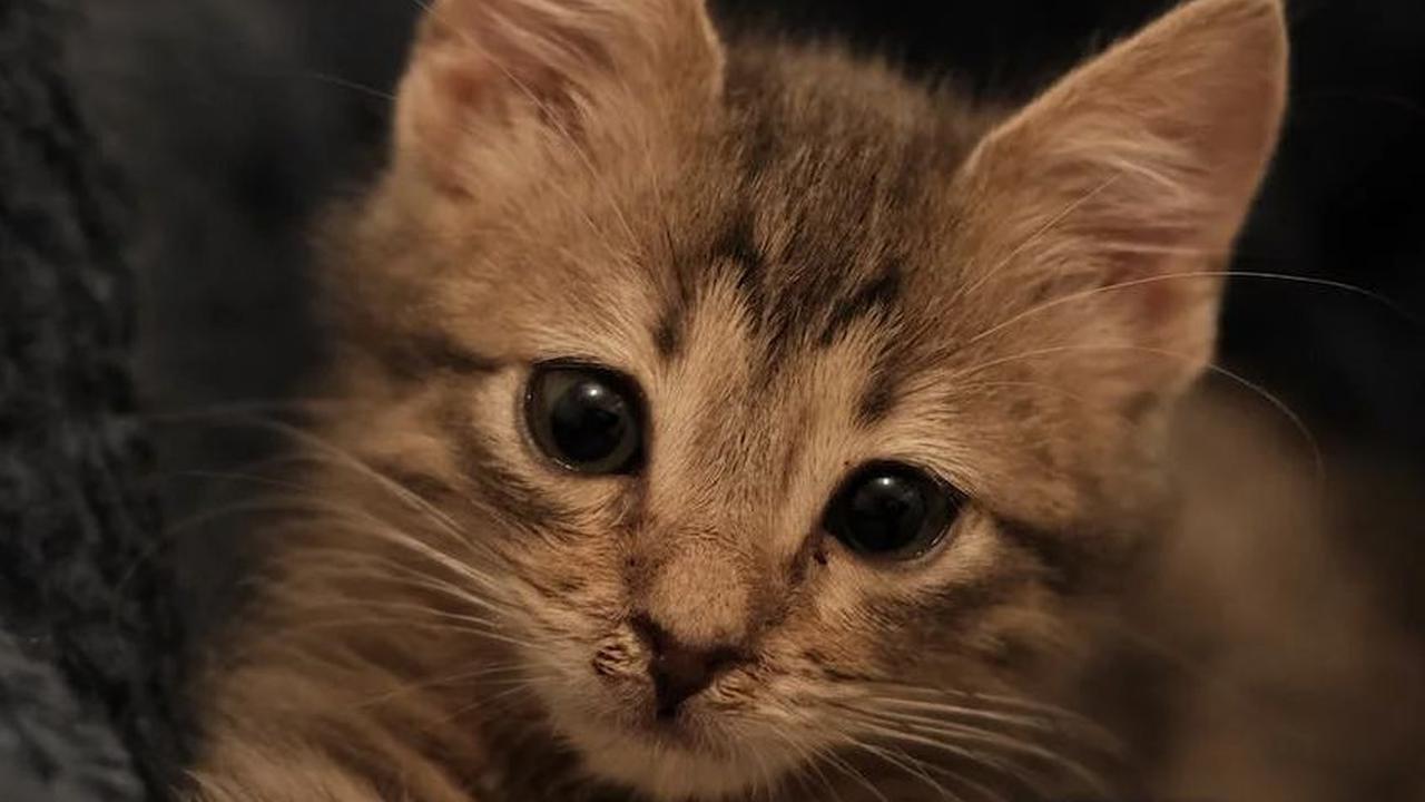 Ciri-ciri kucing cacingan dapat bervariasi tergantung pada jenis cacing dan tingkat infeksi. Namun, ada beberapa tanda yang harus perhatikan: