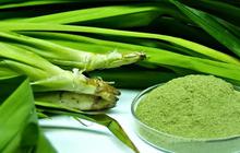 Cara Membuat Rebusan Daun Pandan Sebagai Obat Alami yang Berkhasiat