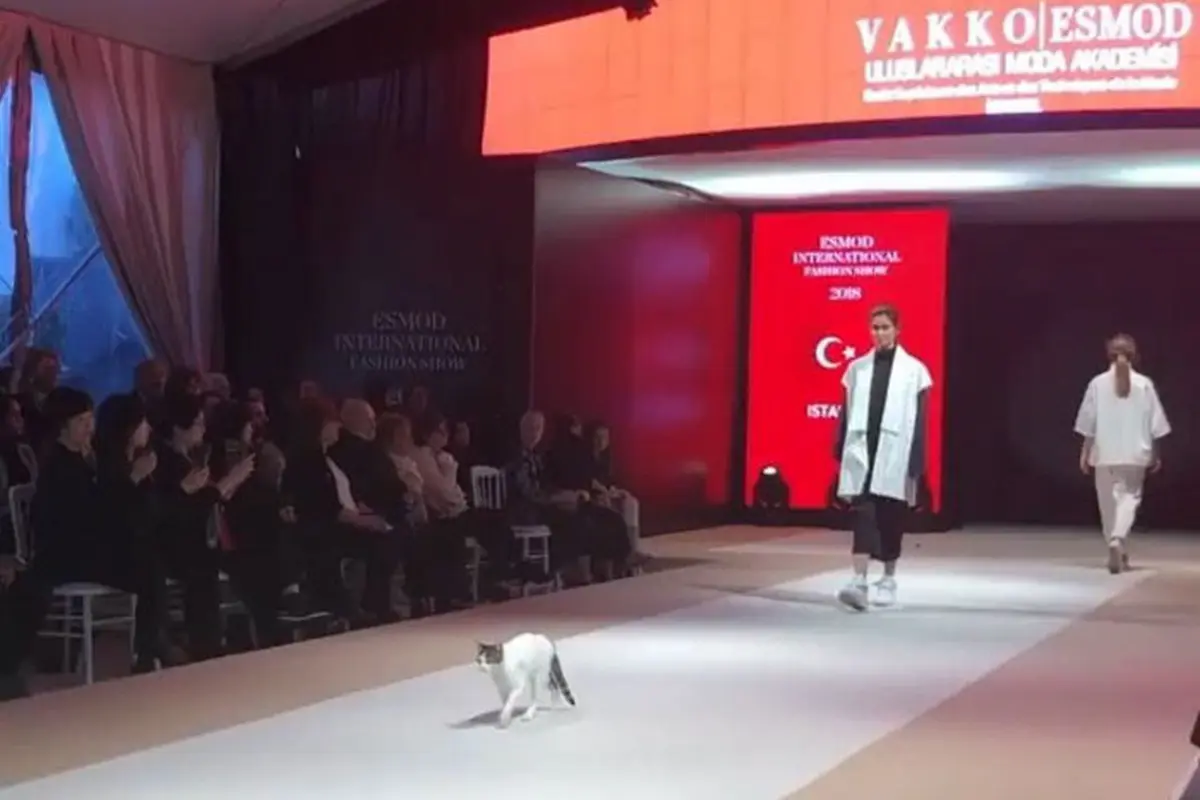 kucing jalan di catwalk (foto: esmoddubai)