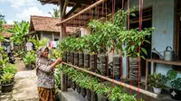 Cara Membuat Kebun Cabai Gantung dari Botol Plastik Bekas dan Tali Rafia yang Mudah