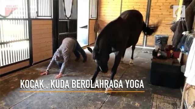 Aksi lucu seekor kuda melakukan gerakan yoga setiap hari di waktu pagi.
