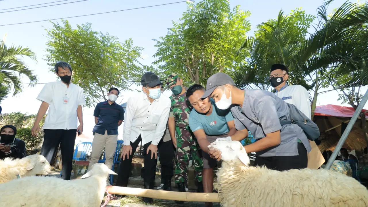 Pemkot Probolinggo lakukan sidak hewan kurban untuk pastikan  kesehatannya dan terhindar dari PMK (Istimewa)