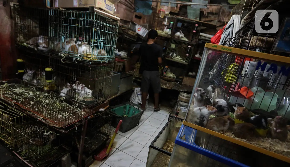 Aktivitas pedagang di Pasar Hewan Barito, Jakarta Selatan, Senin (8/3/2021). Pedagang di pasar yang menjual aneka hewan peliharaan itu mengalami penurunan omset selama pandemi corona, meski demikian mereka mengaku tetap bersyukur masih diizinkan berjualan. (Liputan6.com/JohanTallo)