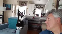 Tanda Menyerah, Kucing Ini Selalu Mengangkat Dua Kakinya