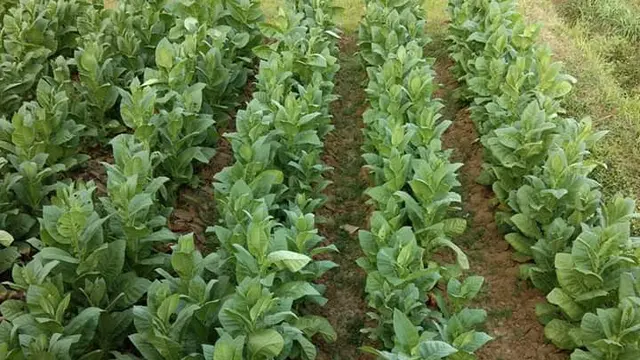 tembakau madura