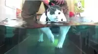 Buddha, kucing obesitas yang mengikuti program diet.
