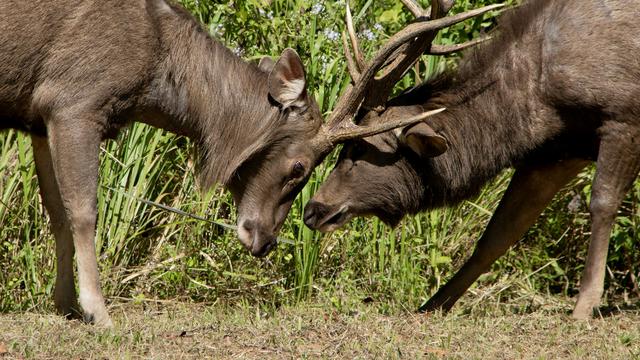 Khao Yai National Park
