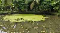 Trik Membersihkan Kolam Ternak Ikan Tanpa Menguras dan Bahan Kimia