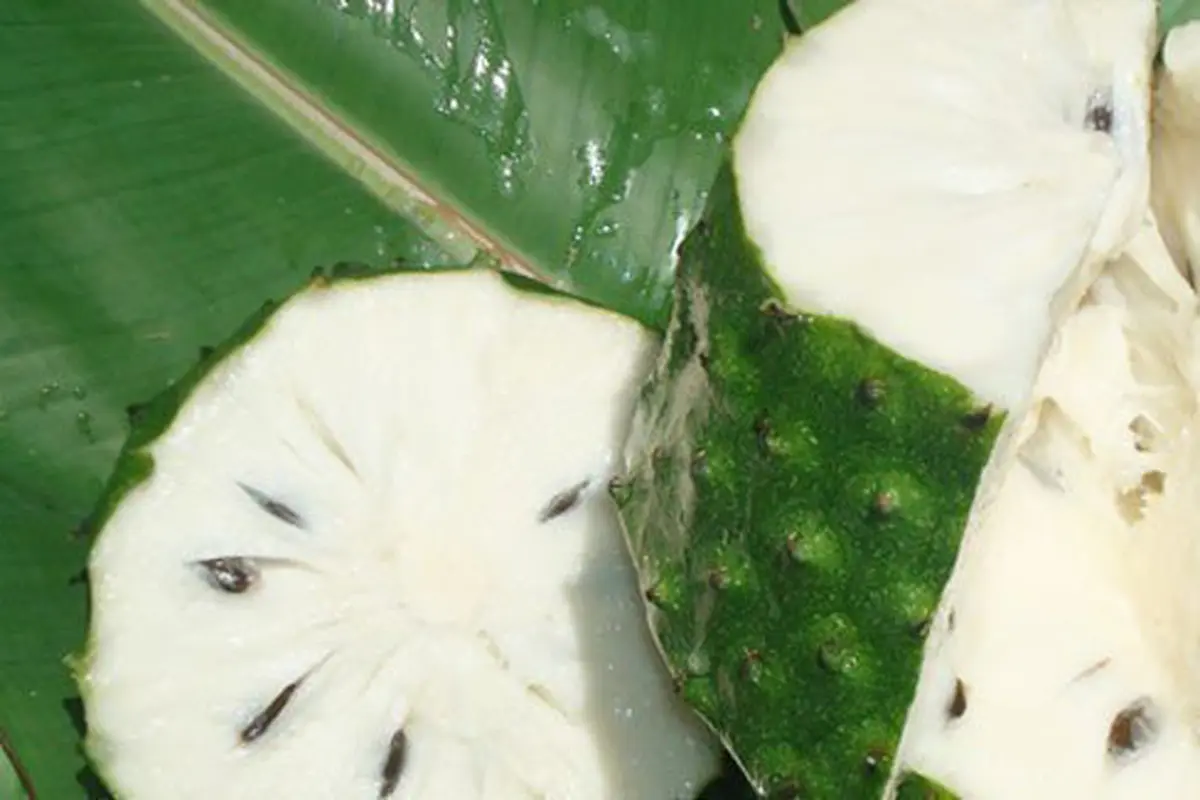 Manfaat daun sirsak/copyright Shutterstock.com