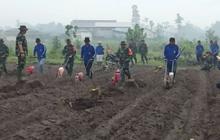 TNI Tanam Jagung Kediri, Perkuat Ketahanan Pangan Nasional Melalui TMMD ke-127