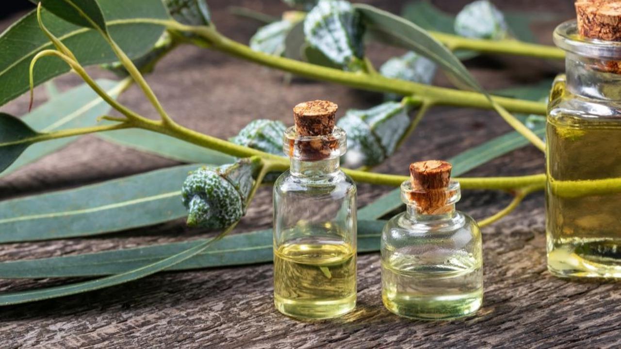1. Minyak Kayu Putih: Aromatik yang Menenangkan
