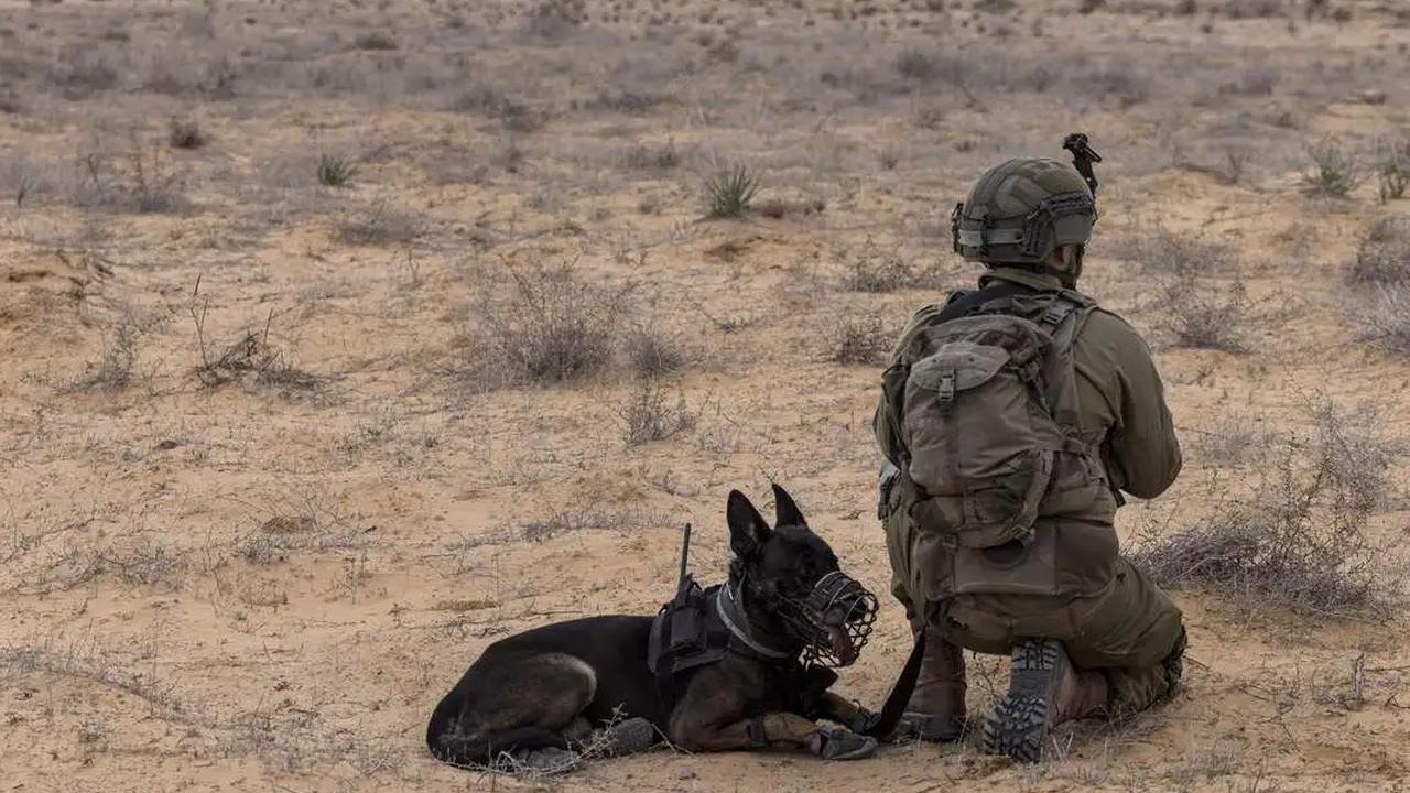 Belanda Dituduh Terlibat Kejahatan Perang di Gaza Karena Kirim Anjing Militer Untuk Pasukan Israel
