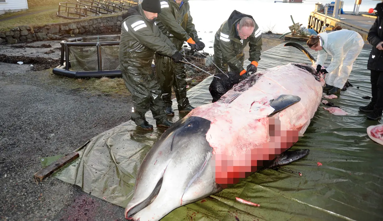 Peneliti dari Universitas of Bergen melakukan pembedahan kepada seekor paus di perairan Sotra, Norwegia, Selasa (31/1). Pembedahan dilakukan untuk mengetahui isi perut dari ikan paus tersebut. (AP Photo)