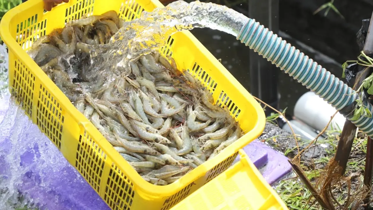 Udang