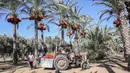 Seorang petani menggunakan alat berat membawa buah kurma selama panen tahunan di Deir al-Balah di Jalur Gaza tengah (24/9/2019). Warga Palestina yang tinggal di Deir al-Balah tengah sibuk dengan hasil panen kurmanya yang melimpah. (AFP Photo/Said Khatib)
