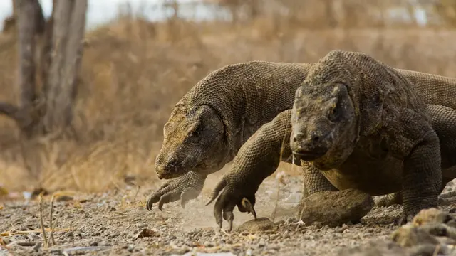 [Reservasi] Pulau Komodo