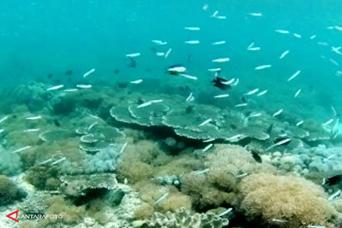 bawah-laut-131124b.jpg