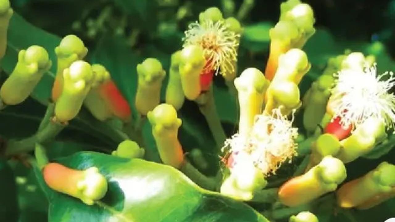 Cara Mudah Usir Semut dari Gula dengan Trik Sederhana Ini