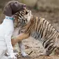 Kedua hewan ini dirawat oleh Anthea Michaletos yang tinggal di Wildlife Sanctuary di Pretoria, Afrika Selatan. 