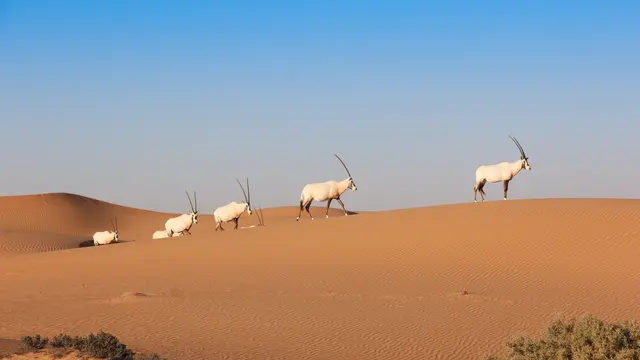 Objek Wisata di Dubai