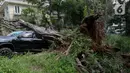 Pohon tumbang tersebut menimpa satu unit mobil Fortuner berwarna hitam yang sedang terparkir di pinggir jalan. (Liputan6.com/Herman Zakharia)