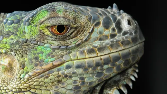 Ilustrasi reptil. Menurut para pencinta teori konspirasi, Ratu Elizabeth II adalah reptil alien. (Sumber Pixabay)