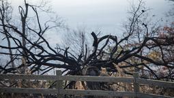 Sebuah pagar tetap berdiri di samping pohon tumbang dari kebakaran hutan di Pilot Mountain State Park yang menyebabkan kerusakan lebih dari 1.000 hektar di Pinnacle, North Carolina, AS (30/11/2021). (Allison Lee Isley/The Winston-Salem Journal via AP)