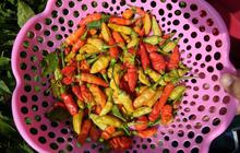 Harga Cabai Rawit Melejit Rp100.000 per Kg, Bapanas Kasih Solusi Ini
