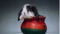 Pose Lucu Hewan 'Mini' di Dalam Cangkir