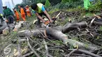 Petugas Dinas Pertamanan dan Pemakaman Provinsi DKI Jakarta memotong pohon yang tumbang di jalan Jenderal Sudirman, Jakarta, Senin (1/2). Pohon tumbang yang terjadi saat hujan deras mengakibatkan kemacetan panjang. (Liputan6.com/Helmi Afandi)