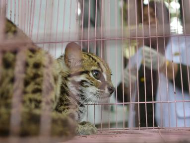 Macan akar atau kucing hutan hasil sitaan berada dalam kandang Balai Konservasi Sumber Daya Alam (BKSDA) Aceh di Banda Aceh, Kamis (26/9/2019). BKSDA Aceh menyita macan akar, burung elang tikus dan rangkong badak yang merupakan satwa langka dan dilindungi peliharaan warga. (CHAIDEER MAHYUDDIN/AFP)