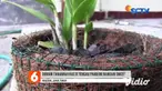 Kerajinan berbahan dasar serabut kelapa, Agung Cahyo Wibowo seorang desainer grafis warga Desa Kertosari, Kabupaten Madiun, Jawa Timur. Menyulap serabut kelapa menjadi pot cantik, tanaman hias.