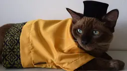 Seekor kucing mengenakan pakaian untuk hari raya Idul Fitri terlihat di sebuah apartemen di Shah Alam, di pinggiran Kuala Lumpur (5/5/2021). Toko Meowku penjualannya melonjak karena orang-orang merawat hewan peliharaannya. selama pandemi virus corona. (AFP Photo/Sam Reeves)