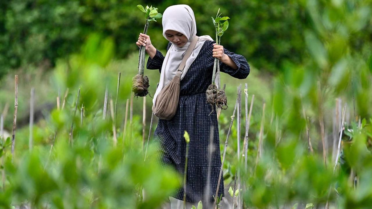 FOTO: Aksi Pelajar Aceh Menanam Mangrove Sambut Hari Sumpah Pemuda