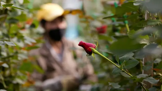 Persiapan Bunga untuk Perayaan Valentine di Kolombia