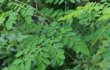 10 Manfaat Daun Kelor, Superfood Kaya Nutrisi dengan Segudang Khasiat