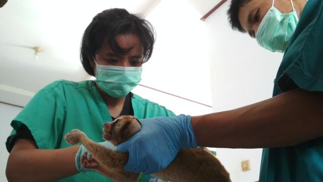 Penangkapan Kukang di Indonesia Terbesar Kedua di Indonesia