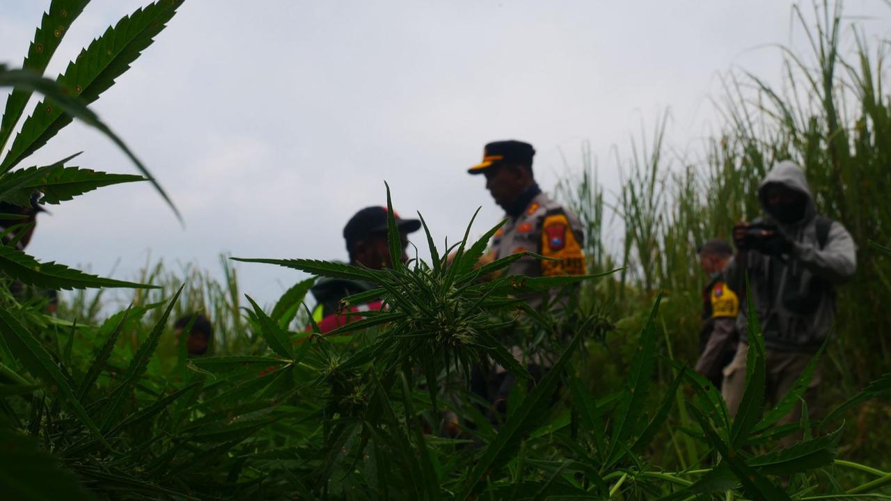 Larangan Drone Terbang dengan Ladang Ganja di Taman Nasional Bromo Tengger Semeru