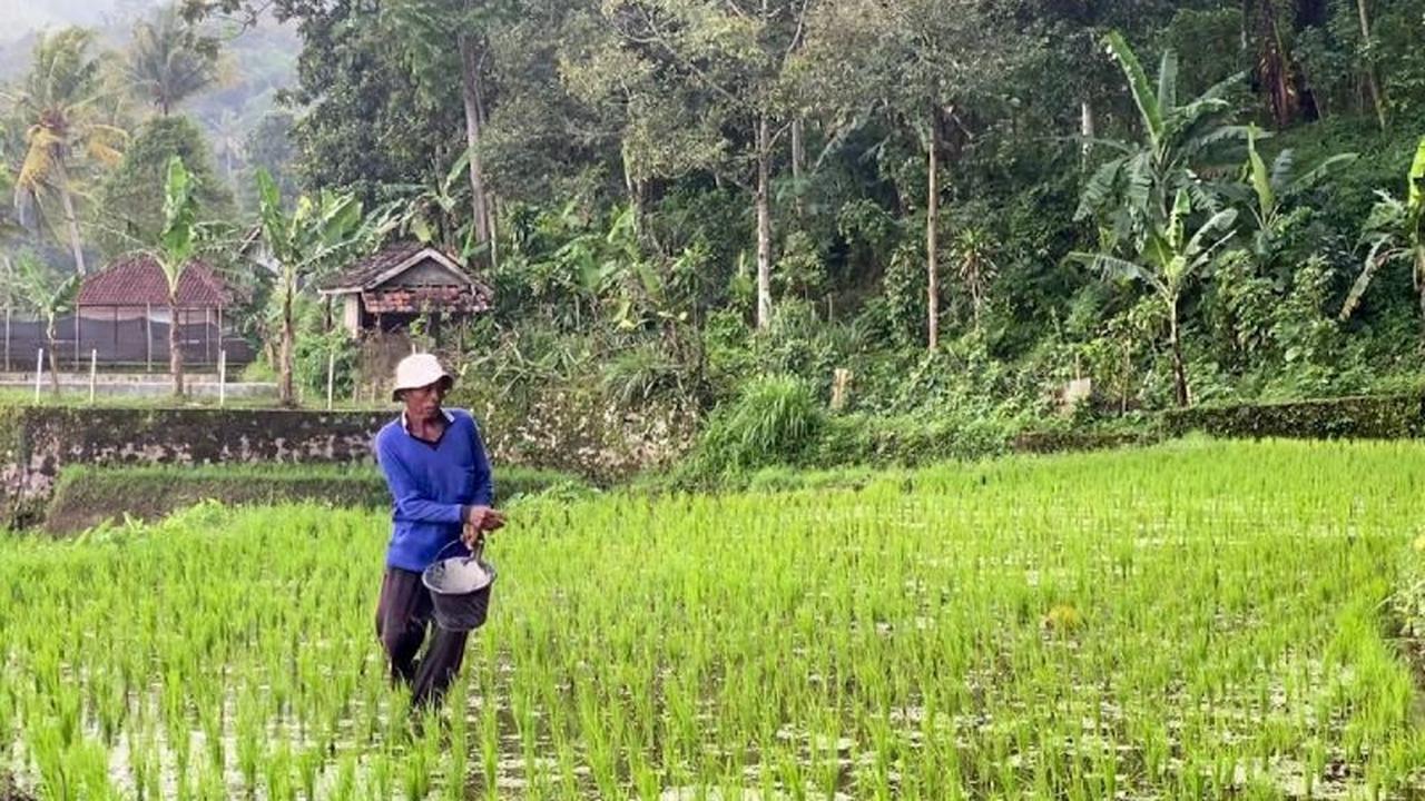 Pupuk Subsidi Terjaga, Produksi Beras Nasional Terus Meningkat di Tengah Krisis Pangan Global
