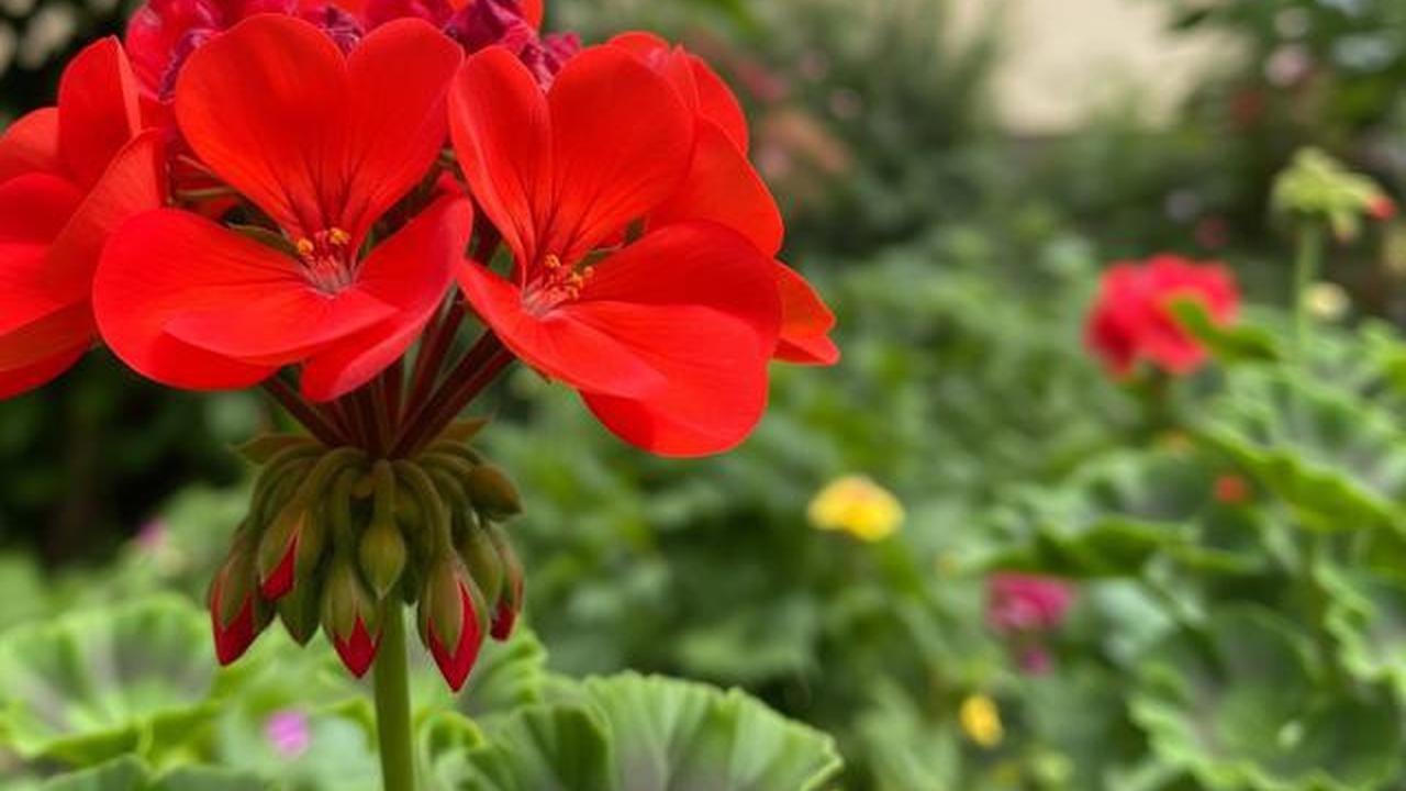 7 Manfaat Bunga Geranium untuk Kesehatan, Bisa Jadi Aromaterapi &amp; Obat Tradisional