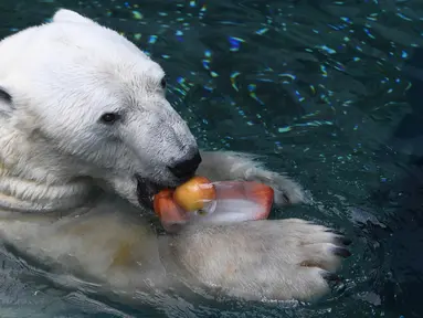 Seekor beruang kutub jantan, Tongki memakan  buah yang telah dibekukan di Everland Resort, Korea Selatan, Kamis (21/6). Akibat udara panas, pihak pengelola kebun binatang berinisiatif untuk memberi es krim pada beruang 23 tahun itu. (AFP/Jung Yeon-je)