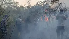 Kebakaran Way Kambas Meluas, Diduga Sengaja Dibakar