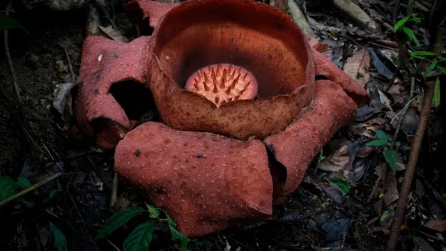 Bunga raflesia di Bukit Lawang