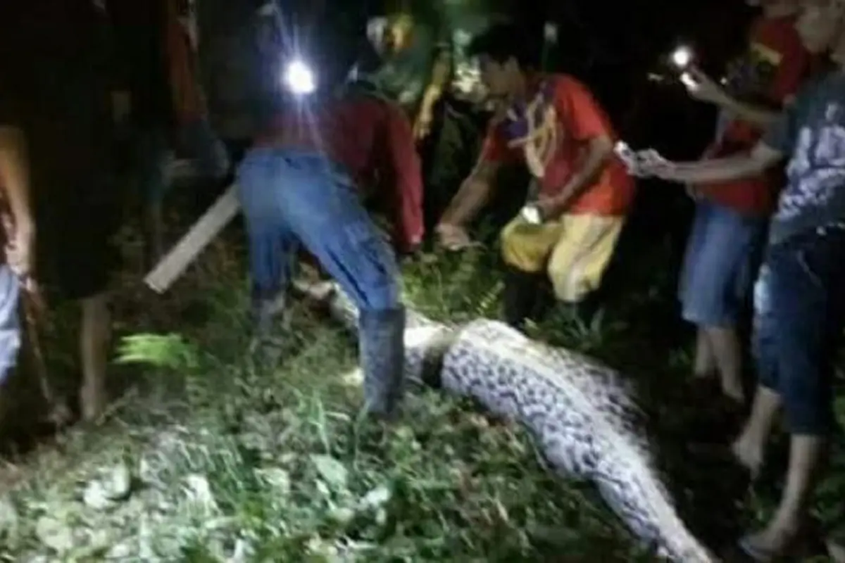 Soal Ular Makan Manusia, Ini Pendapat Masyarakat Mamuju