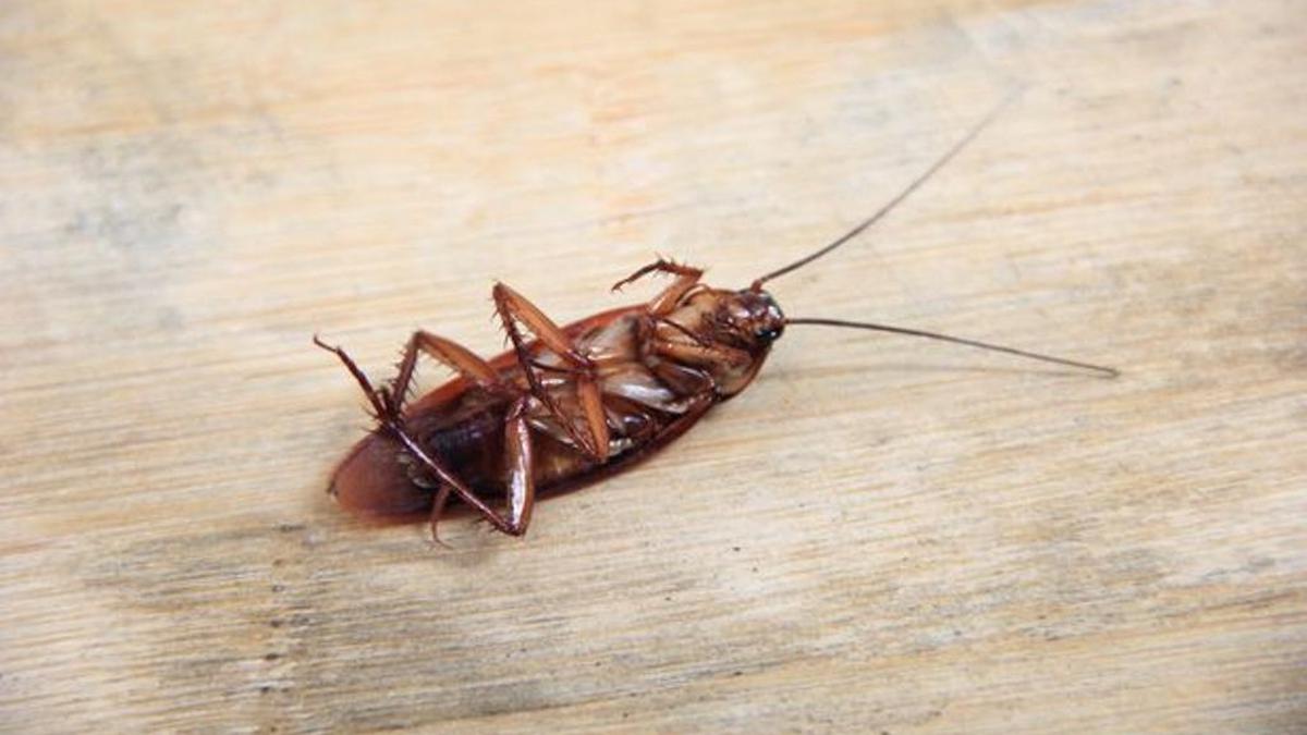 7 Tips Menjaga Warung Makan Bebas Kecoak, Dijamin Lebih Higienis dan Menguntungkan