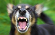 Pemerintah Targetkan NTT Bebas Rabies pada Desember 2024
